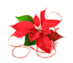 Send Christmas or New Year flowers or gifts to Ukraine